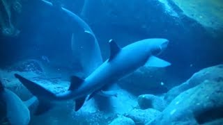 Rare Footage White Tip Reef Sharks Mating [upl. by Ever]