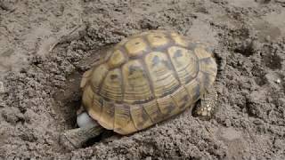 Griekse landschildpad Testudo hermanni boettgeri legt eieren [upl. by Arsi]