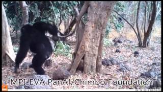 Chimpanzee accumulative stone throwing [upl. by Ujawernalo310]