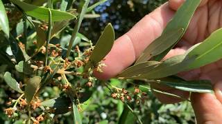 Olive trees flowering season  Campillo de Julia [upl. by Atnoed849]