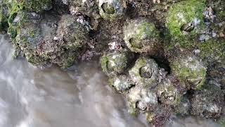 Barnacles found on Agonda Beach Goa goa agondabeach agonda barnacle barnacles [upl. by Sadoc156]