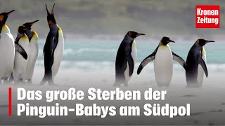 Das große Sterben der PinguinBabys am Südpol  kronetv NEWS [upl. by Babb663]