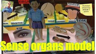 Sense organs model senseorgans senseorgantlm tlmideas tlm senseorgan schoolproject science [upl. by Karrie]