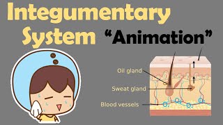 INTEGUMENTARY SYSTEM  Biology Animation [upl. by Yemarej]