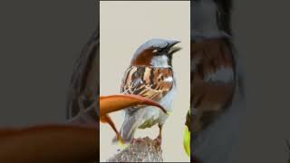 Sparrow Sounds Calling And Chirping HD Clear birdsoundvideo burung masterkicauan sparrow [upl. by Tudela]