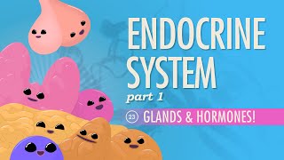 Endocrine System Part 1  Glands amp Hormones Crash Course Anatomy amp Physiology 23 [upl. by Emeric580]