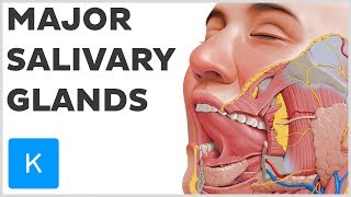 What are the Major Salivary Glands  Human Anatomy  Kenhub [upl. by Ahtikal]