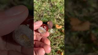 Chestnuts in the Shell chestnut chestnuts shell tree horsechestnut [upl. by Seibold]