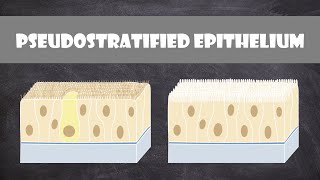 Pseudostratified Columnar Epithelium  Anatomy [upl. by Rehpotsirhc815]