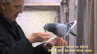 RACING PIGEONS 2013 HENS TEAM [upl. by Jeggar]