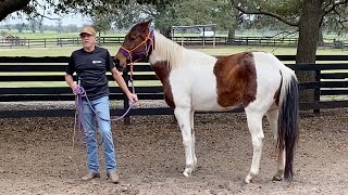 Robert the Rose Horse  Read Aloud at KidFunCo [upl. by Blackwell]