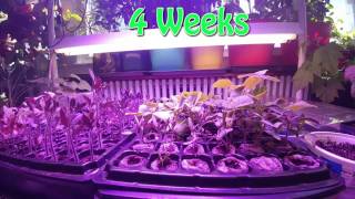 Kingbo Higrow 1000W LED Grow Light Review GL1000W [upl. by Nyrrek]