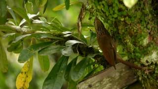 Cocoa Woodcreeper  Xiphorhynchus susurrans  Trepa Troncos Cacao Colombian Birds [upl. by Popper]