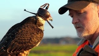 Hunting with a Passage Peregrine Falcon in South Carolina [upl. by Pol709]