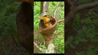 এই পাখি মাটি দিয়ে বাসা বানায়  Ovenbird Nest Bangla shorts animals [upl. by Chandra]