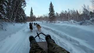 Siberian Husky Dog Sled Trip on Lake Baikal in Siberia  Listvyanka Russia [upl. by Idden]