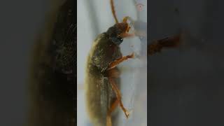 Exploring Darkling Beetles video 2 Under a Microscope [upl. by Ahsaeyt]