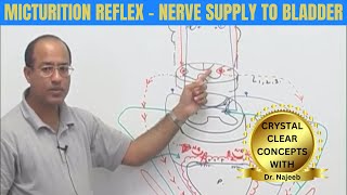 Micturition Reflex  Nerve Supply to Bladder  Micturition Cycle 👨‍⚕️ [upl. by Nospmoht]