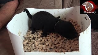 Baby Mink 5 Weeks Old And Litter Training Tips [upl. by Inglis]