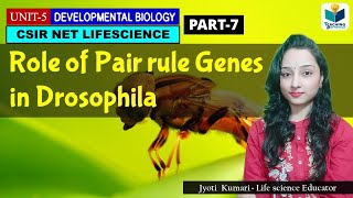 PAIR RULE GENES OF DROSOPHILAPART7  ZYGOTICSEGMENTATION GENES OF DROSOPHILA  CSIR NET DEV BIO [upl. by Ateinotna202]