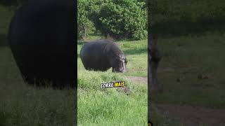 HIPOPOTAMOS O ANIMAL QUE MAIS ANIQUILA HUMANOS animaisperigosos shorts fatoscuriosos viral [upl. by Neros]