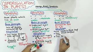 Osmoregulation in plants  mesophytes xerophytes And hydrophytes  Class 12 Biology [upl. by Mixie]