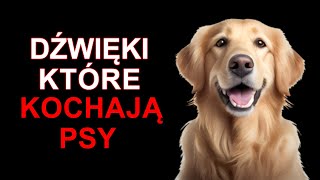 Dźwięki które kochają Psy [upl. by Thorwald]