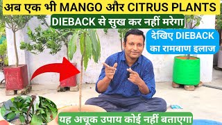 अब एक भी MANGO amp CITRUS PLANTS DIEBACK से नहीं मरेगा  DIEBACK का रामबाण इलाज DIEBACK रोकने का इलाज [upl. by Akina]