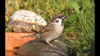 Passera mattugia Passer montanus [upl. by Godspeed]