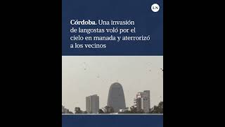 Córdoba una invasión de langostas voló por el cielo en manada y aterrorizó a los vecinos [upl. by Drain]