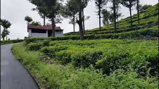 69 Tea Estate with House for Sale in Kotagiri [upl. by Burkhardt549]