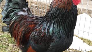 Barnevelder Rooster [upl. by Onin]