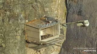 Great Spirit Bluff Falcons Julie with breakfast and attempt mating exploreorg 02 19 2024 [upl. by Rosse]