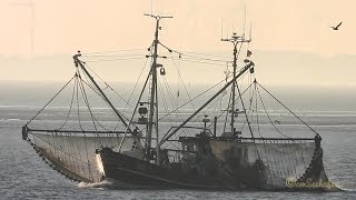 shrimp trawler Krabbenkutter KORSAR GRE11 DCEJ MMSI 211528000 fishing vessel Emden [upl. by Cosenza]