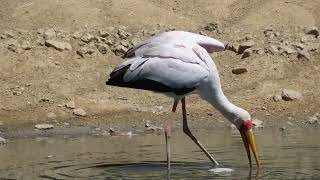 Yellowbilled stork foraging behaviour [upl. by Monney149]