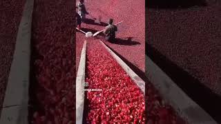 Cranberry farming 🧺 viralvideo facts farmingchina [upl. by Bierman]