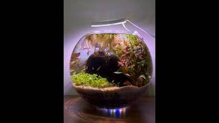 How To Make a Fish Bowl ecosystem aquarium fishtank [upl. by Aeniah]