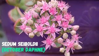 DaphneSedumSedum seiboldiiOctober DaphneHylotelephium sieboldii [upl. by Brigida]