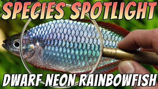 Dwarf Neon Rainbowfish Melanotaenia praecox Freshwater Aquarium Fish Species Profile amp Care Guide [upl. by Noni]