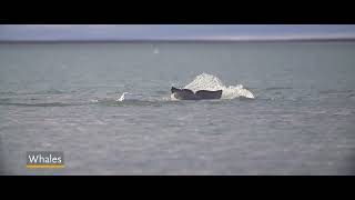 Spitsbergen The Wildlife Capital of the Arctic [upl. by Ullund7]