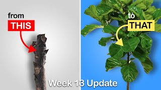 Easy way to get more branches on your Fiddle Leaf Fig or Rubber Tree Week 13 Update [upl. by Flan]