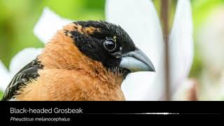 Blackheaded Grosbeak Song [upl. by Tempest]