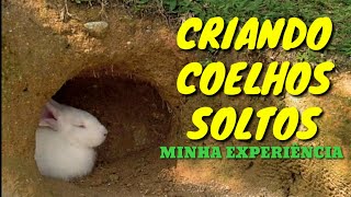 Criando coelhos soltos Você vai amar e odiar ao mesmo tempo  Minha experiência [upl. by Ayra]