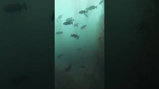 Spearfishing  Rockfish  Cabezon  Calico Bass  shorts spearfishing spearfish [upl. by Holtz798]