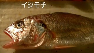 猫の手作りごはんレシピ（魚、イシモチ）－３５ [upl. by Pressman514]