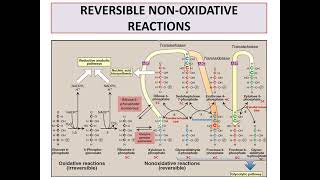 Pentose phosphate pathway [upl. by Ogram62]