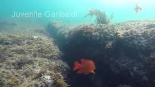 SoCal Fish Identification Laguna Beach [upl. by Hein]