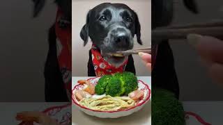 quotDoggo Vs Healthy Food Dekho Iska Epic Reaction 😱😂 FunnyDog DogReaction HealthyFoodChallengequot [upl. by Naoh756]