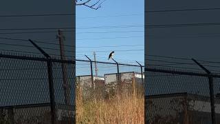 Redtailed hawk hunting for rodents while Dolph yells at him 📢 [upl. by Yenatirb]