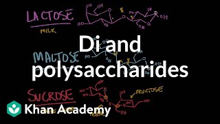 Carbohydrates di and polysaccharides  Chemical processes  MCAT  Khan Academy [upl. by Meletius875]